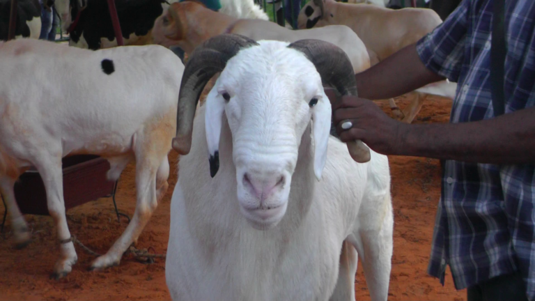 L’achat d’un gros bélier pour la tabaski constitue un véritable casse-tête pour certains pères de familles