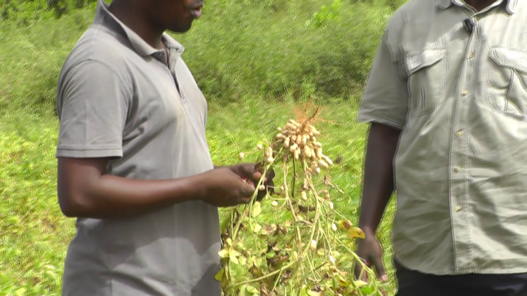 Campagne hivernale dans le DAC de Diobass, Un test réussi pour les producteurs