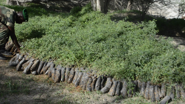 Reboisement à la SSPT, 3000 plants repiqués par les eaux,forets et chasse de Thiès