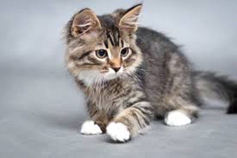 Opération de stérilisation à Gorée, Le  maire dénie le droit de reproduction aux chats de sa localité.