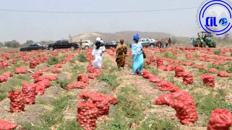 Production d’ognon de qualité, Le Sénégal pays exportateur avec la ferme lion agricole de Diobass