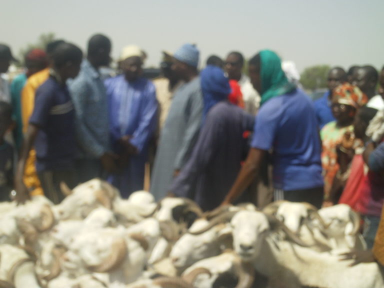 Tabaski 2019, le ministre de l’Elevage visite les marchés de Touba –Toul et Sewekhaye