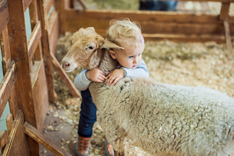 Santé, Vache,chèvre,brebis,jument,ânesse : Y’a-t-il des inconvénients dans les laits animaux  pour nos Bébés ?