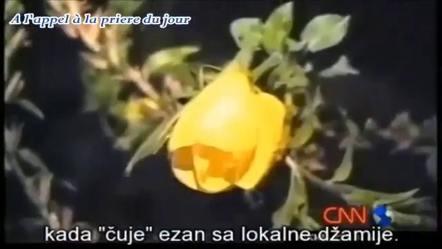 Médias, La fleur qui ne s’ouvre qu’au moment de l’appel à la prière (Reportage avec CNN)