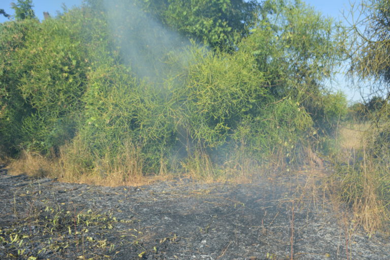 FEU DE BROUSSE DANS LA ZONE DE KEUR ISSA-FANDENE, PLUSIEURS CHAMPS DEVORES PAR LES FLAMMES