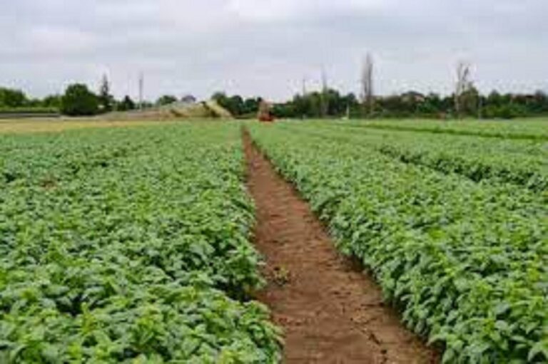 Création d’emplois dans le secteur agricole, Le Champ pilote d’Ibrahima Diakhate de TAWA  s’engage