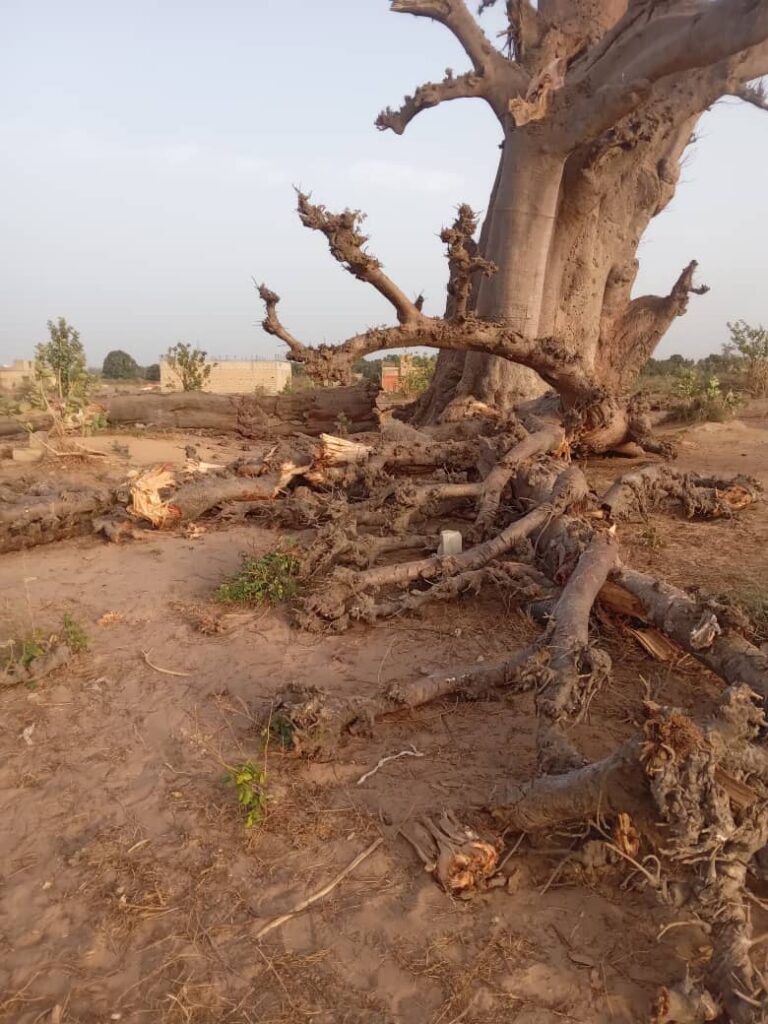 Thiès, Une branche  d’un vieux baobab tombe et tue une femme à Ballabey 2
