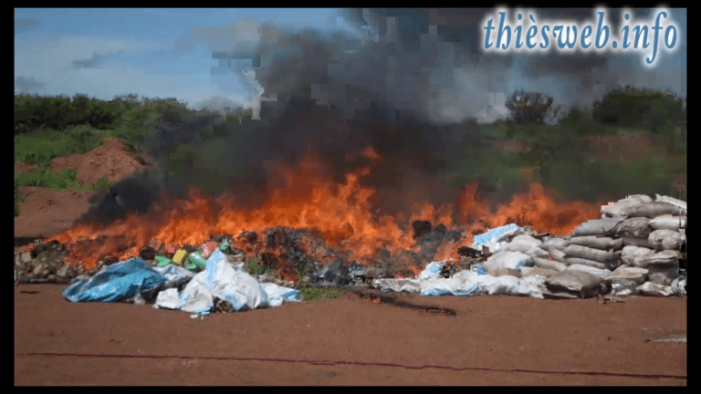 Thiès, 3,5 tonnes de chanvre indien et des produits frauduleux saisis et brulés